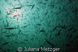 I love all the Fish!  by Juliana Metzger 